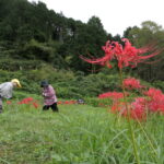 園内に咲き誇る季節遅れの彼岸花=岡山県美咲町で