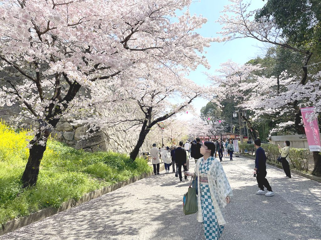 三の丸付近で桜を眺める通行人の方々＝2023年4月1日午前10時39分