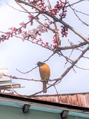 春分に愛らしい姿のジュウビタキがアンズの木にとまり、日向ぼっこ / 岡山県津山市