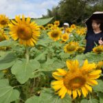 神楽尾山麓（総社）にある小川稔さん（53）の畑、約３０００本のヒマワリ