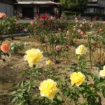 見ごろを迎えた園内の秋バラ