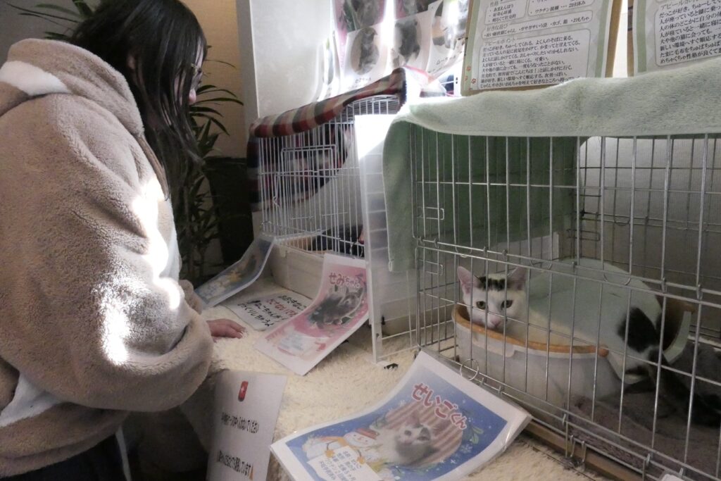 ネコの譲渡会に参加した来場者