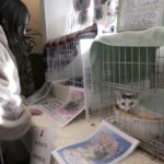 ネコの譲渡会に参加した来場者