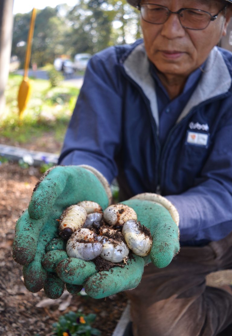 日上の老人クラブがカブトムシの幼虫