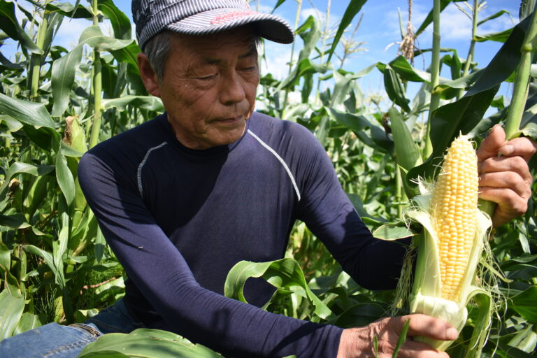 イエローダイヤモンドを収穫する中村さん=岡山県真庭市で