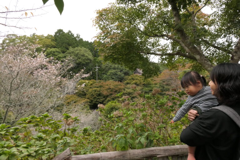 咲き始めた四季桜と色づく紅葉を眺める親子=岡山県真庭市で