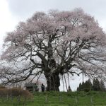 満開を迎えた醍醐桜