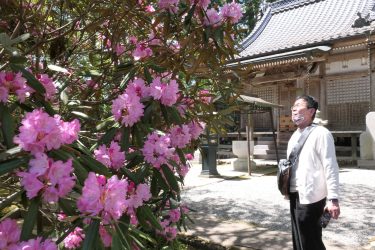シャクナゲ咲きそろう　「花の山寺」例年より２週間早く　高野山から来た固有種など／岡山・真庭市