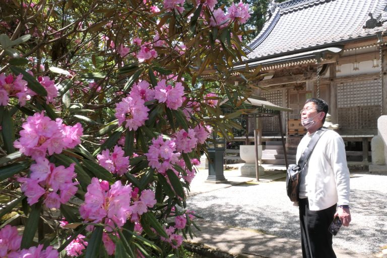 本堂周辺を彩る日本シャクナゲ