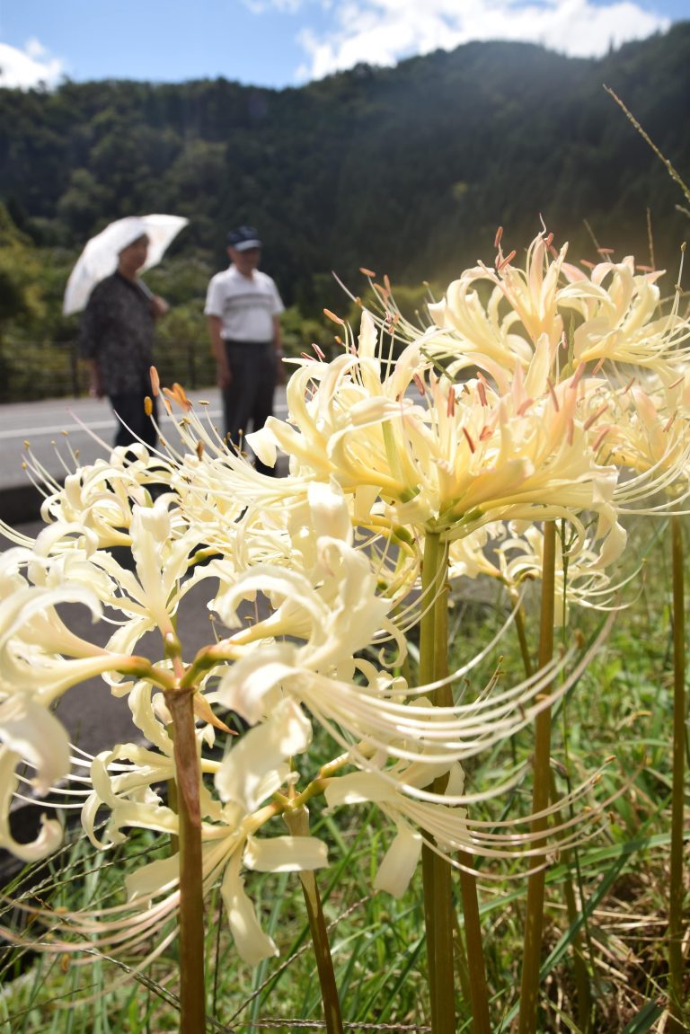 鏡野町国道１７９号沿いに咲く白い彼岸花