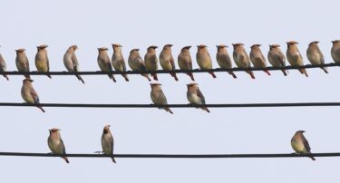 ヒレンジャク、岡山県津山市近辺などに飛来