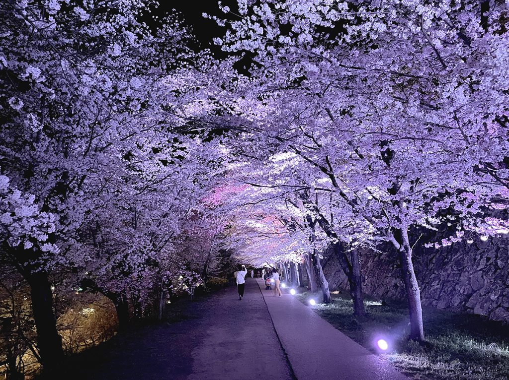 青白く彩られたロマンティックな雰囲気の桜並木＝2023年3月29日 午後7時44分