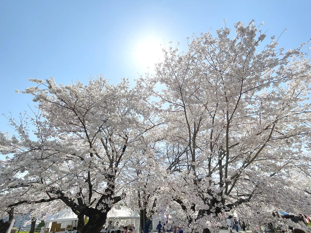 太陽の逆光に映える桜＝2023年3月31日午後1時43分