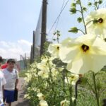 「きれいに咲いてよかった」　トロロアオイの花見ごろ　淡く黄色い大輪に／岡山・津山市