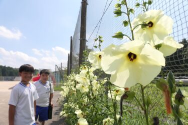 校内を彩るトロロアオイの大輪=岡山県津山市で
