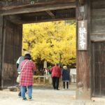 逆木イチョウを見に誕生寺を訪れる参拝者