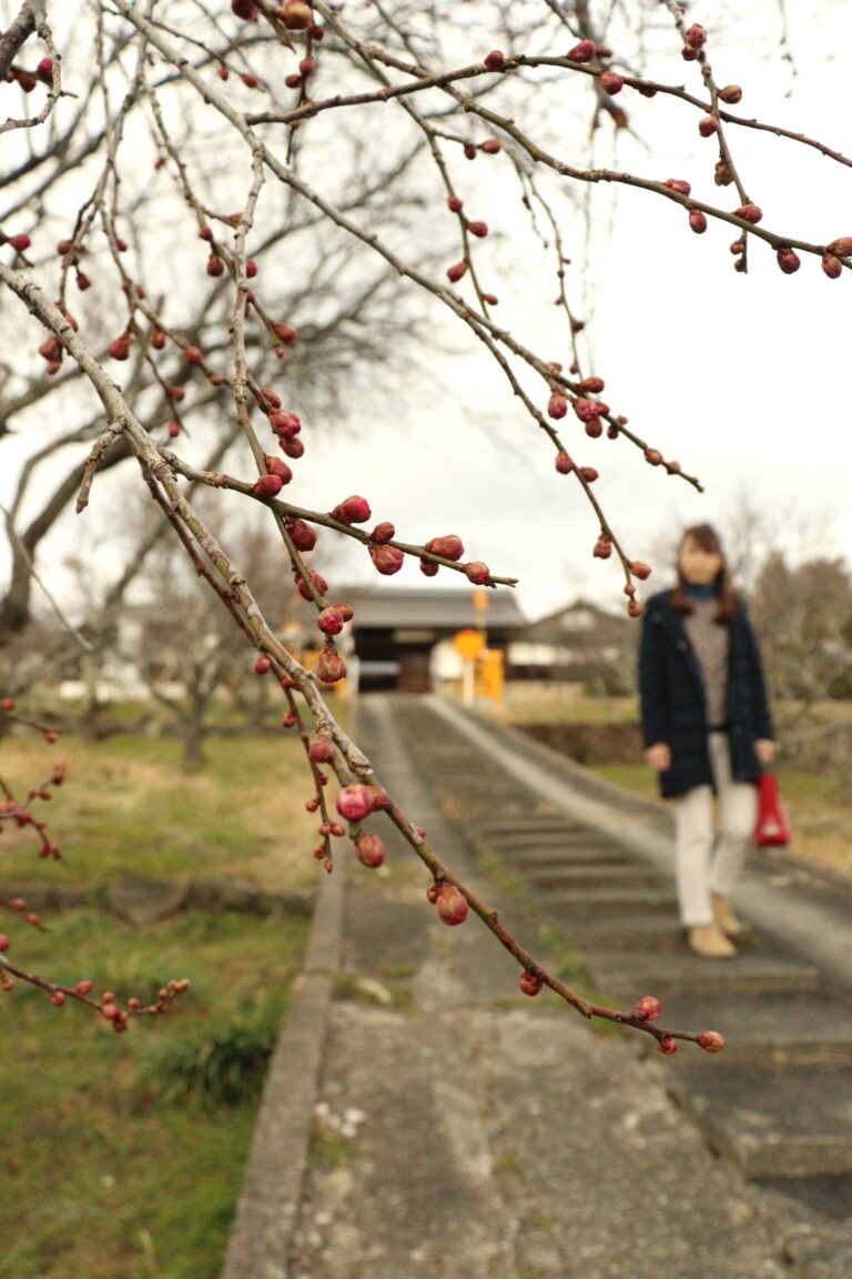 膨らみ始めた梅のつぼみ=岡山県津山市、二宮の立石家で