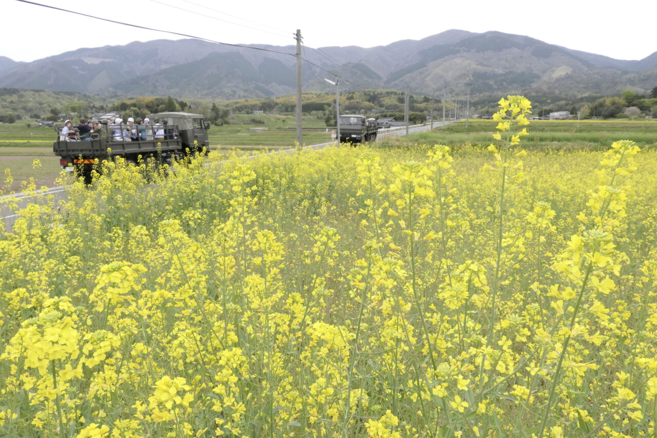 菜の花が咲きそろう道を走行する自衛隊車両