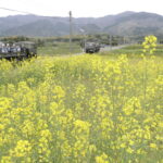 菜の花が咲きそろう道を走行する自衛隊車両