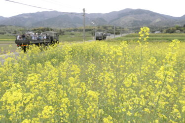 菜の花が咲きそろう道を走行する自衛隊車両