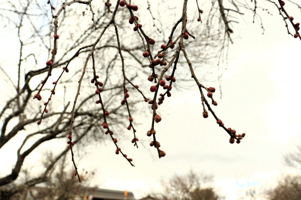 寒さの中膨らむ梅のつぼみ