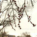 寒さの中膨らむ梅のつぼみ