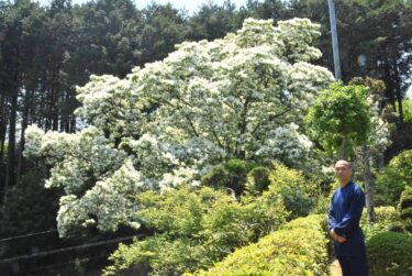 真っ白な花をたわわに咲かせている「なんじゃもんじゃ」の木=岡山県津山市、少林寺で