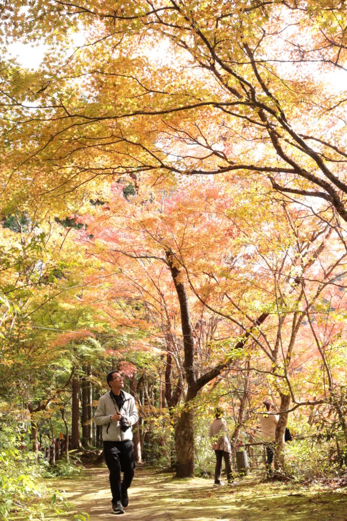 色とりどりに染まる木々のトンネルをくぐる行楽客