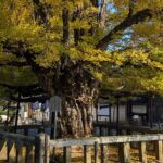 見頃を迎えた誕生寺のイチョウ=岡山県久米南町で