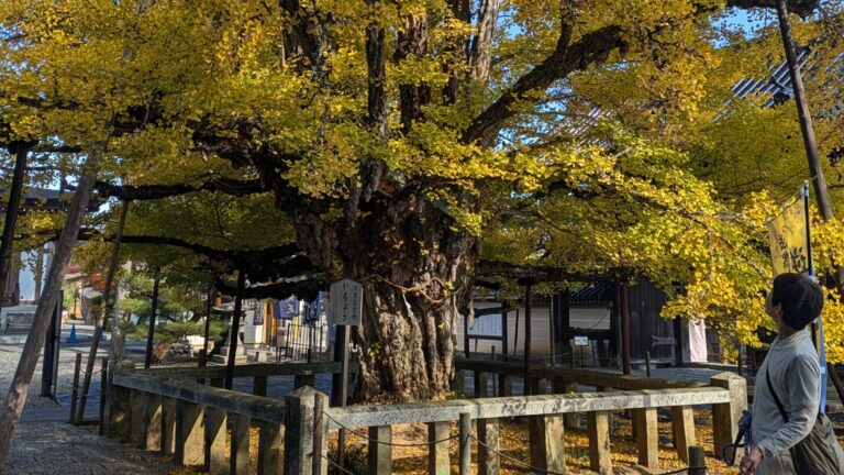 見頃を迎えた誕生寺のイチョウ=岡山県久米南町で