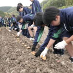 ショウガの植え付けを体験する生徒たち=岡山県津山市で