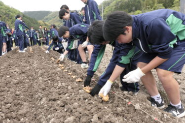 ショウガの植え付けを体験する生徒たち=岡山県津山市で
