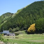 山里を彩る七色樫