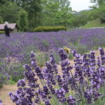 せわしなくラベンダーの蜜を集める虫たち