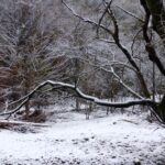 阿波の雪景色