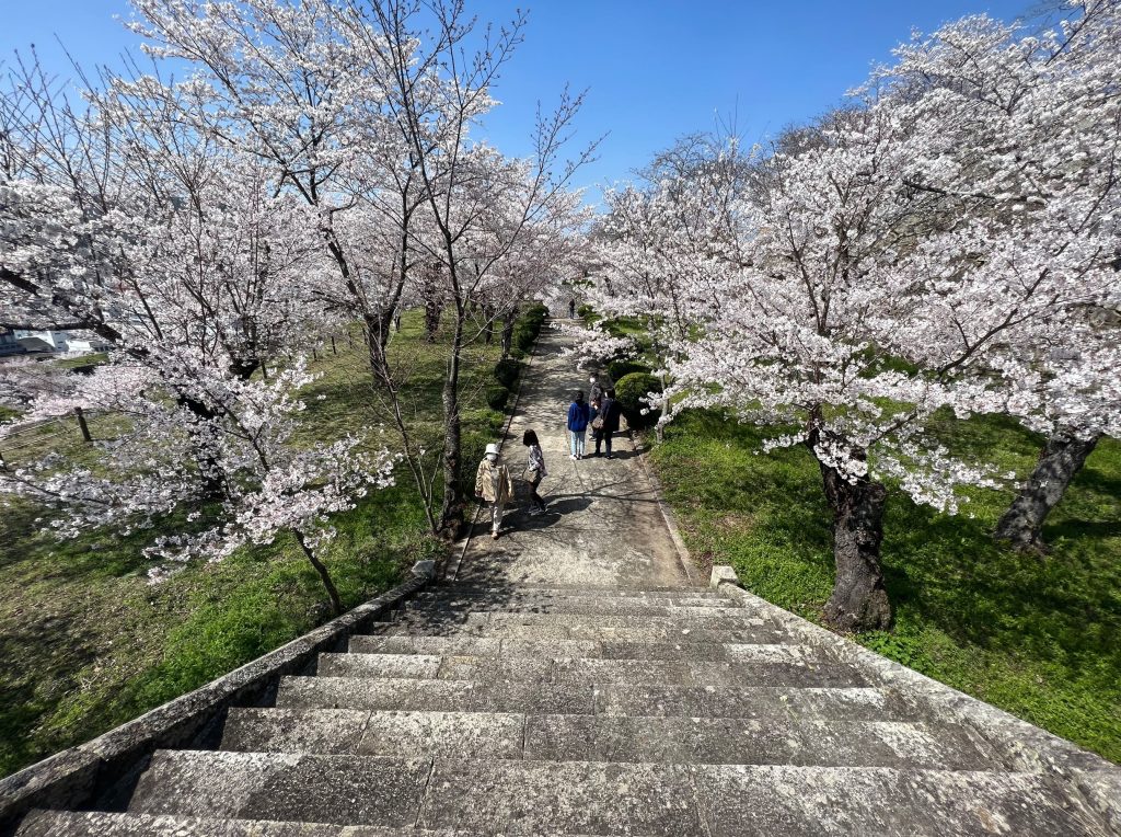 津山城内にある美作忠魂碑の石段より見える桜