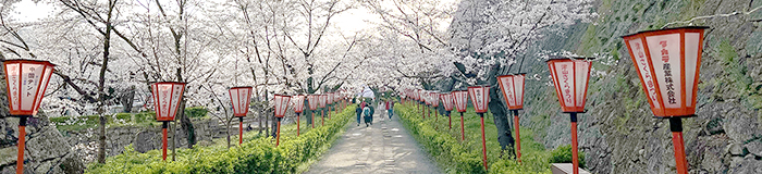 2023津山さくらまつり〜桜の花びら最後の一枚まで〜【毎日更新】