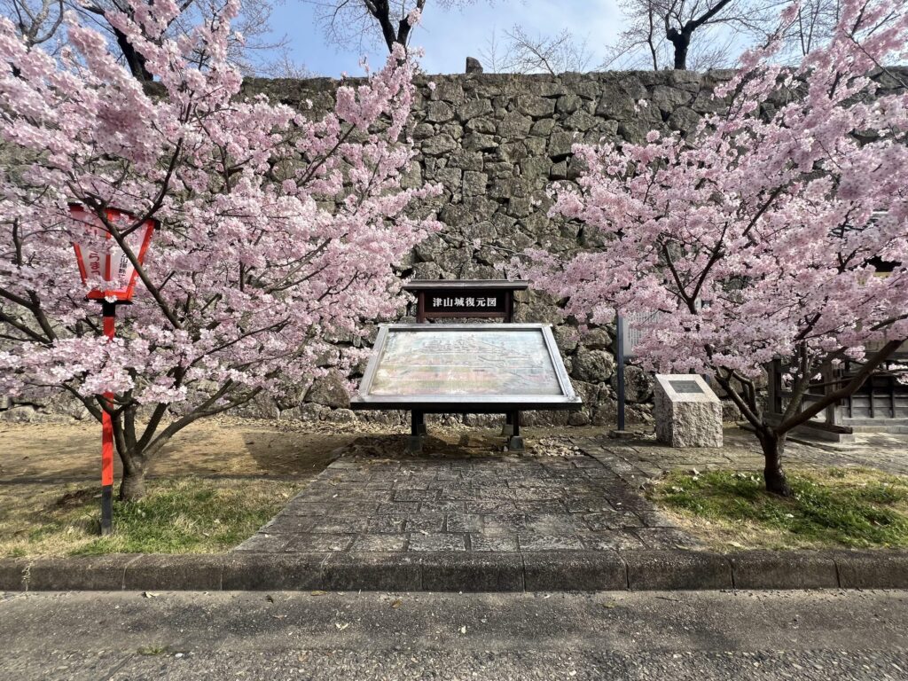 津山城復元図の近くで咲く桜=2024年3月31日午前8時49分