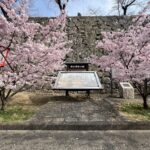 津山城復元図の近くで咲く桜=2024年3月31日午前8時49分