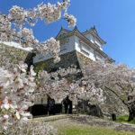 津山城_桜と備中櫓