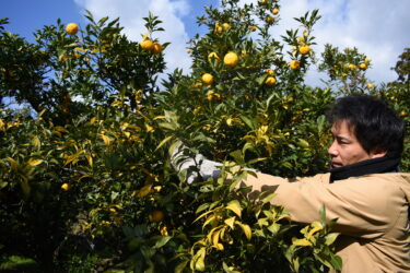 香り・酸味上々　県内一のユズ産地で収穫最盛期　鮮やかな黄色輝く／岡山・久米南町